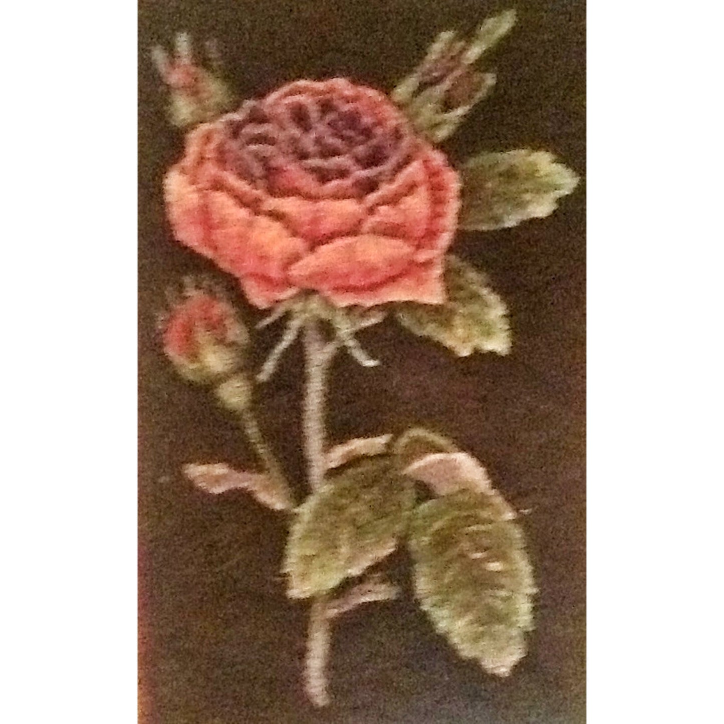 PR1566: French Rose